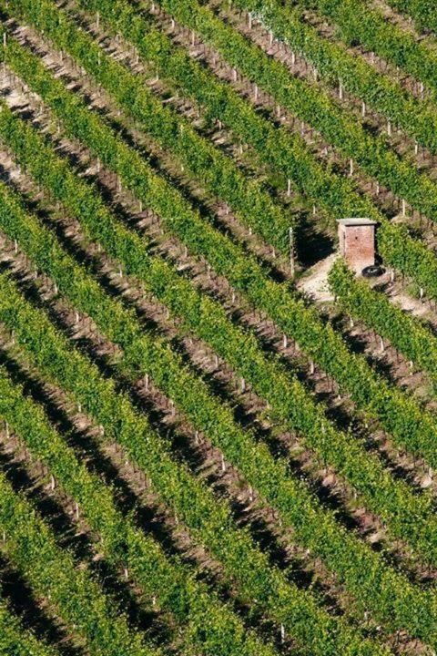 Agriturismo Cascina Rabalot Diano dʼAlba Eksteriør bilde